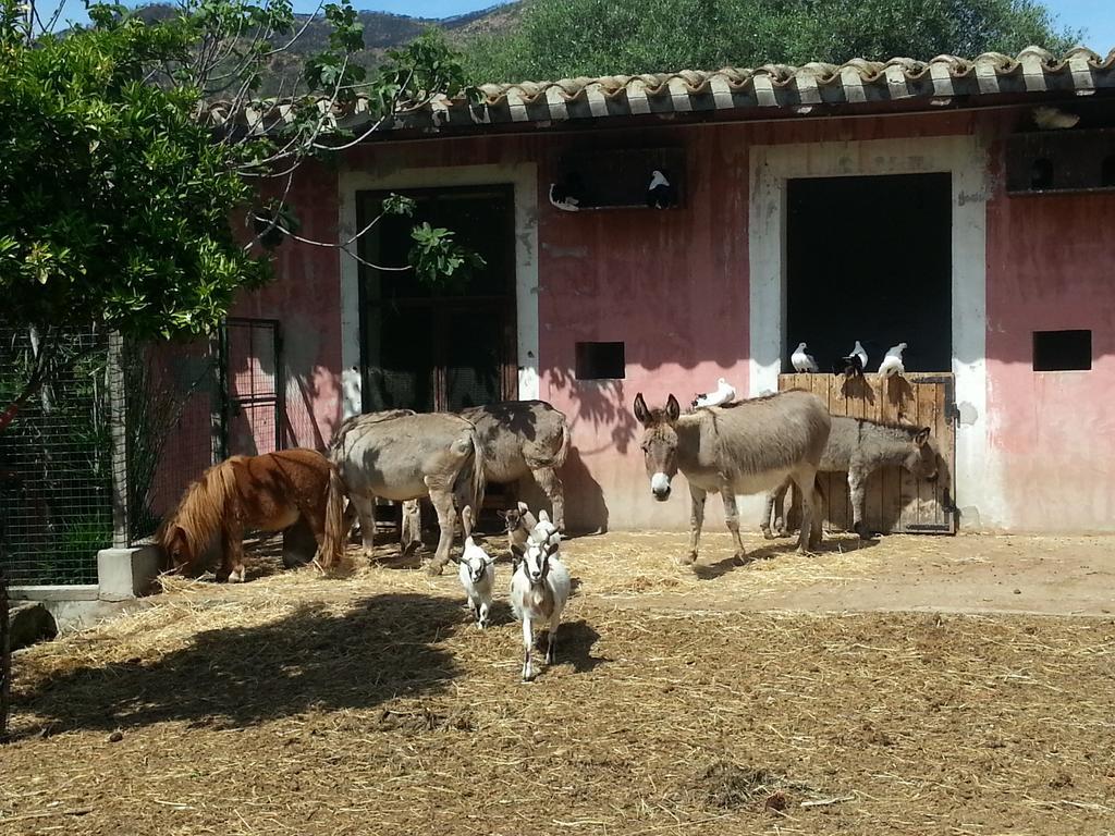 San Gregorio  La Fattoria Delle Tartarughe 빌라 외부 사진